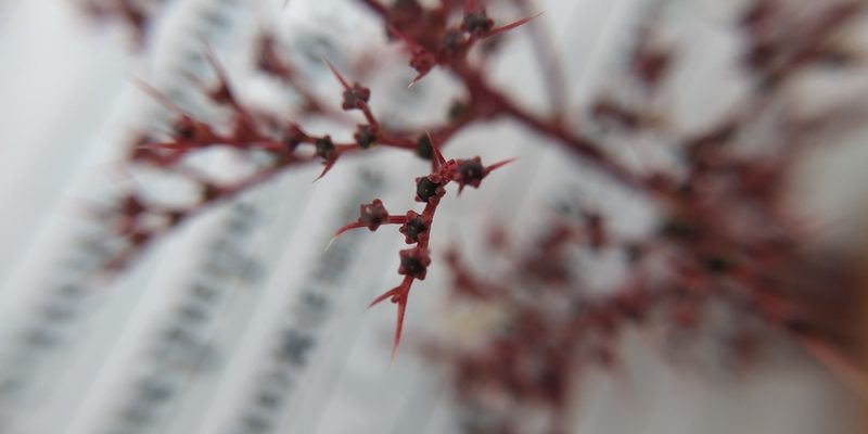 Teloxys aristata, photographed by Yurii Basov