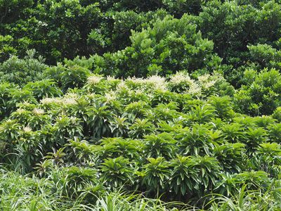 Semecarpus longifolius, photographed by 葉子