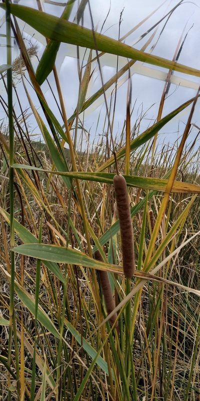 Typha linnaei, photographed by Yurii Basov