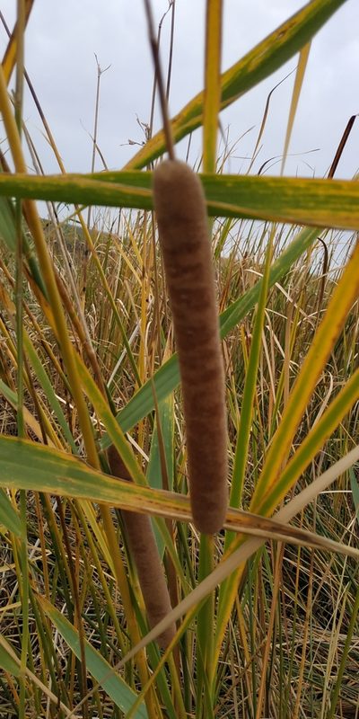 Typha linnaei, photographed by Yurii Basov