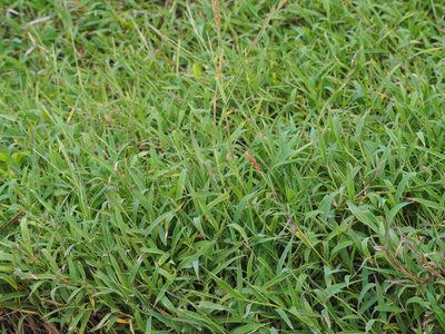 Ischaemum ciliare, photographed by 葉子