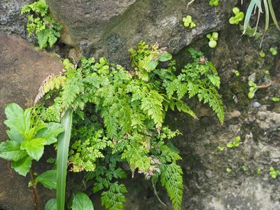Odontosoria biflora, photographed by 葉子