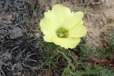 Grielum grandiflorum, photographed by Peter Warren