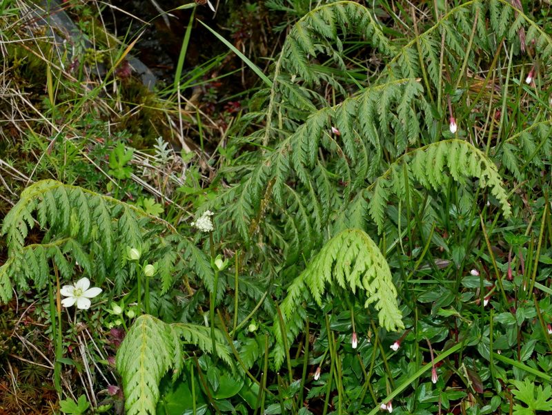 Polystichum sinense, photographed by Jacy Chen
