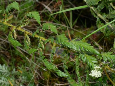 Polystichum sinense, photographed by Jacy Chen