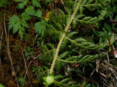 Polystichum sinense, photographed by Jacy Chen