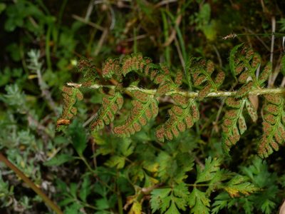 Polystichum sinense, photographed by Jacy Chen