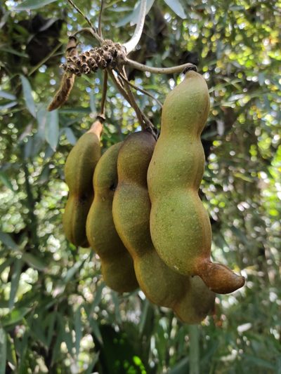 Mucuna holtonii, photographed by Eduardo A. Bolaños Vargas