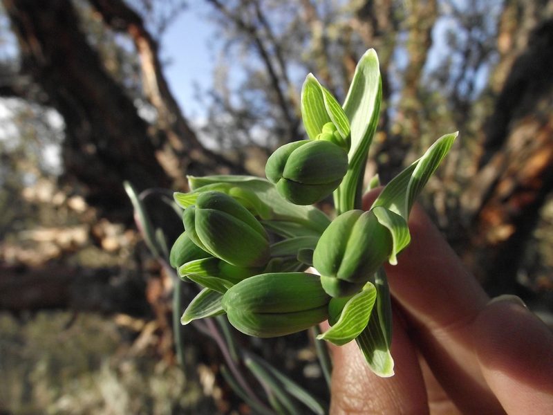 Bomarea dulcis, photographed by Aira Francisca Faúndez Fallau
