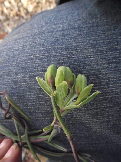 Bomarea dulcis, photographed by Aira Francisca Faúndez Fallau