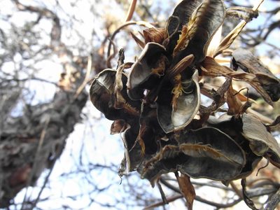 Bomarea dulcis, photographed by Aira Francisca Faúndez Fallau