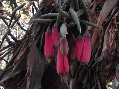 Bomarea dulcis, photographed by Aira Francisca Faúndez Fallau
