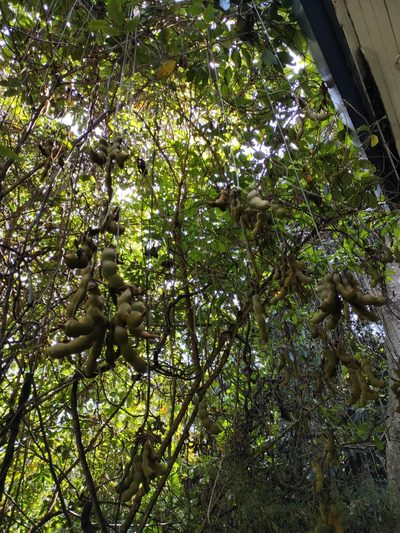 Mucuna holtonii, photographed by Eduardo A. Bolaños Vargas