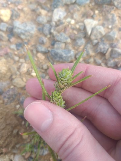 Corispermum hyssopifolium, photographed by Dmitriy Bochkov