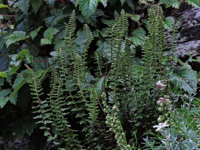 Polystichum lachenense, photographed by Jacy Chen