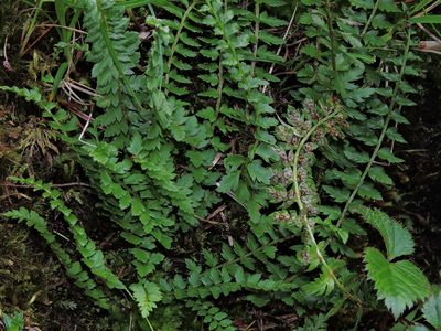 Polystichum lachenense, photographed by Jacy Chen