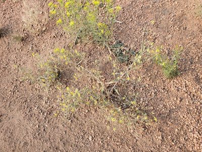 Mentzelia speciosa, photographed by aiwendil