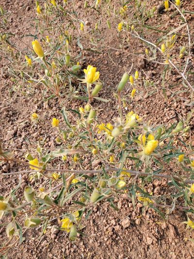 Mentzelia speciosa, photographed by aiwendil