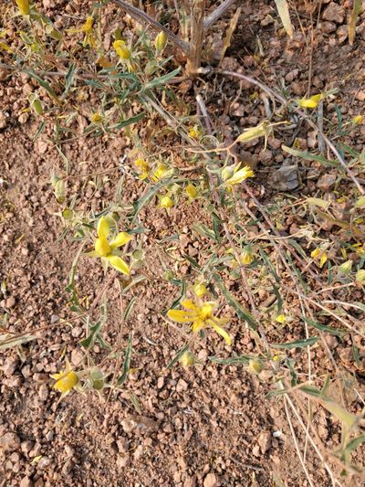 Mentzelia speciosa, photographed by aiwendil