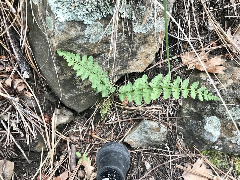 Woodsia neomexicana, photographed by CK2AZ