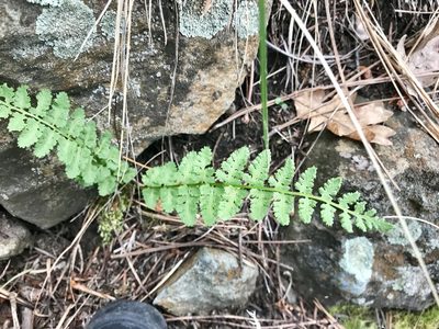 Woodsia neomexicana, photographed by CK2AZ