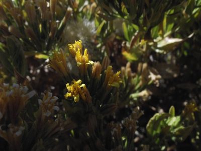 Trixis cacalioides, photographed by Aira Francisca Faúndez Fallau