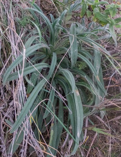 Onosma arenaria, photographed by carnifex