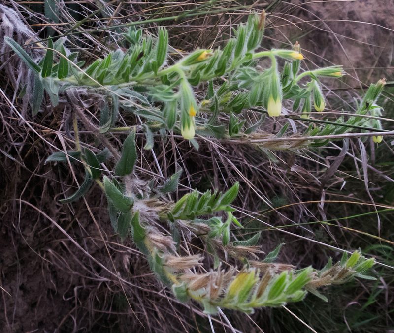 Onosma arenaria, photographed by carnifex