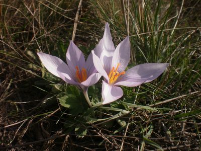Crocus pallasii, photographed by Oleksii Vasyliuk