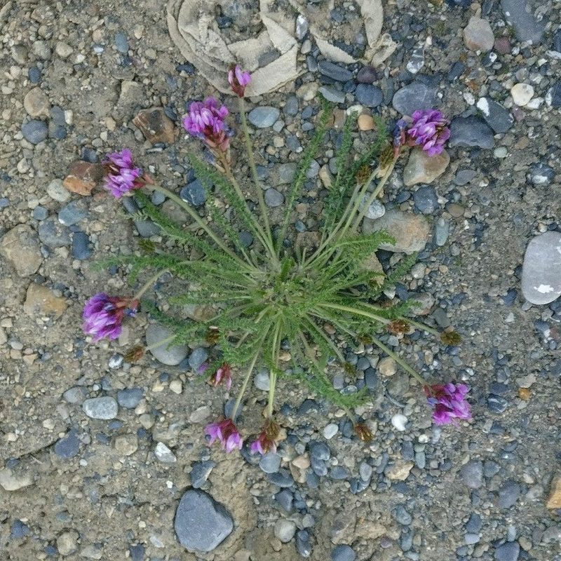 Oxytropis chiliophylla, photographed by Chayant Gonsalves