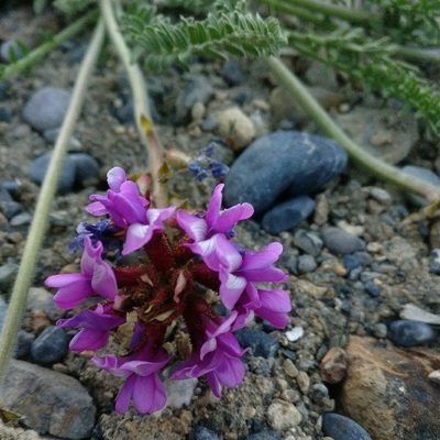 Oxytropis chiliophylla, photographed by Chayant Gonsalves