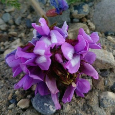 Oxytropis chiliophylla, photographed by Chayant Gonsalves