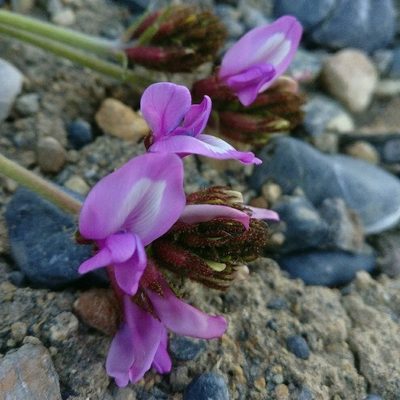 Oxytropis chiliophylla, photographed by Chayant Gonsalves