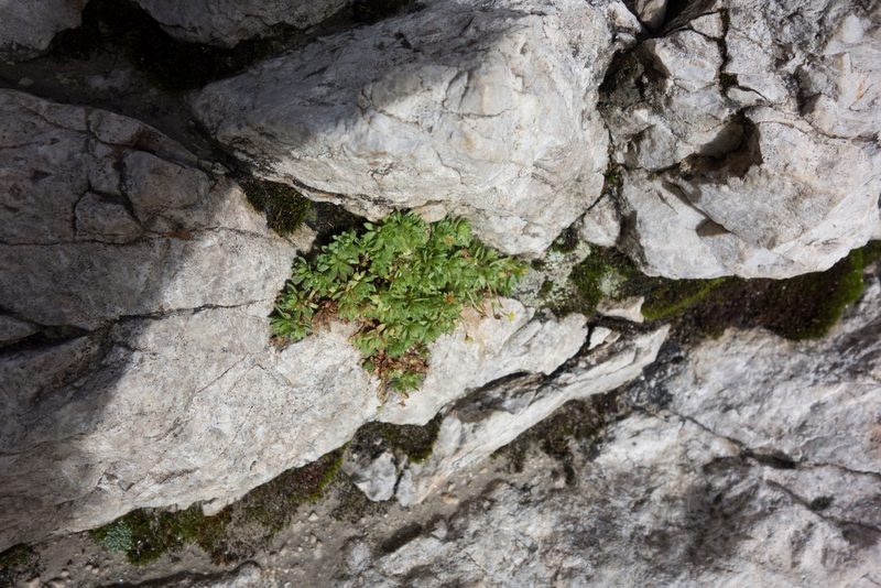Saxifraga sedoides, photographed by Felicia Seichter