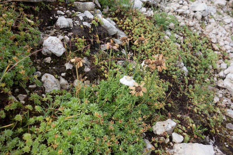 Achillea oxyloba, photographed by Felicia Seichter