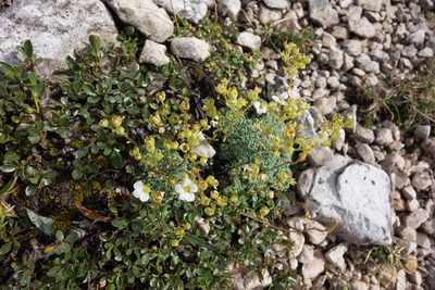 Saxifraga caesia, photographed by Felicia Seichter