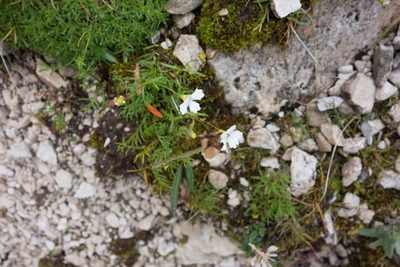 Heliosperma pusillum, photographed by Felicia Seichter