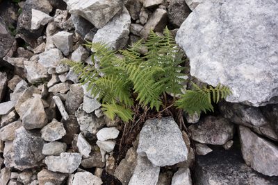 Dryopteris villarii, photographed by Felicia Seichter