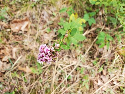 Lespedeza violacea, photographed by Tom Field