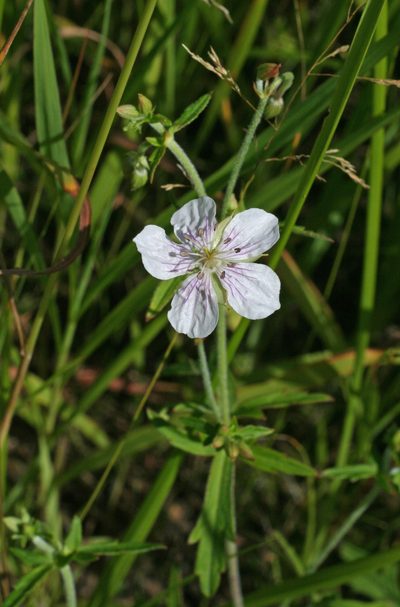 Geranium krameri, photographed by Oleg Kosterin
