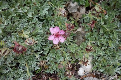 Potentilla nitida, photographed by Felicia Seichter