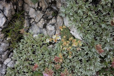 Saxifraga squarrosa, photographed by Felicia Seichter