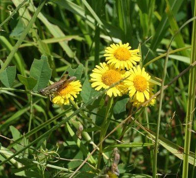 Inula linariifolia, photographed by Oleg Kosterin