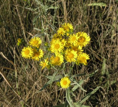 Inula linariifolia, photographed by Oleg Kosterin