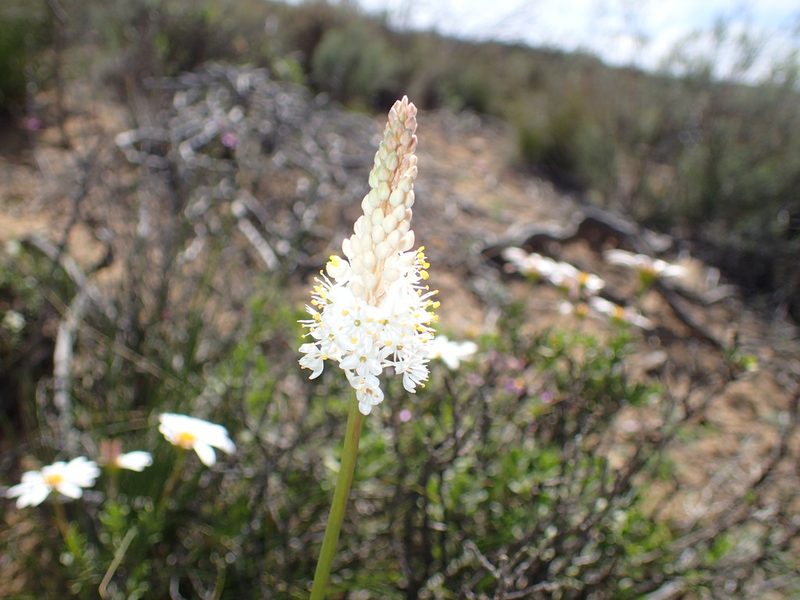Bulbinella cauda-felis, photographed by Mahomed Desai