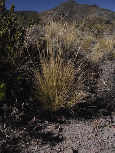 Jarava leptostachya, photographed by Aira Francisca Faúndez Fallau