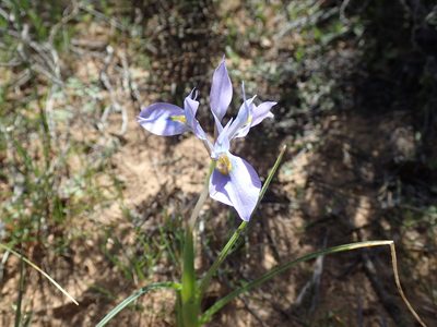 Moraea ciliata, photographed by Mahomed Desai