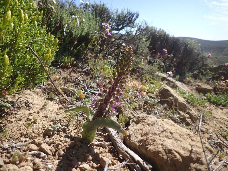 Lachenalia violacea, photographed by Mahomed Desai