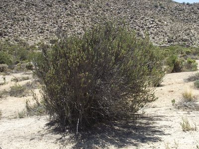 Plazia daphnoides, photographed by Aira Francisca Faúndez Fallau