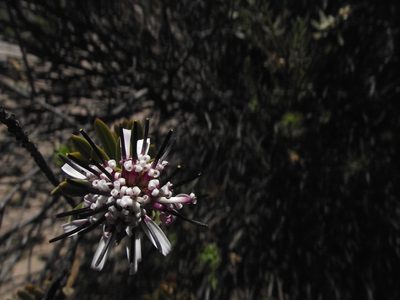 Plazia daphnoides, photographed by Aira Francisca Faúndez Fallau